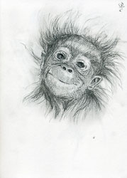 Sketch a Day